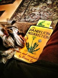 Luigi studies The Dandelion Insurrection. Thanks to Carol Ranellone of Taos, NM.